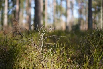 grass in the forest