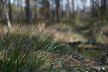 grass in the forest