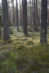 Fototapeta premium path in the forest