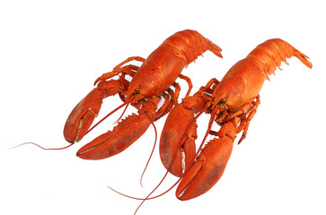 cooked red lobster isolated on white background