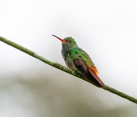 close up on hummingbird standing on electrical wire