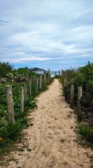 sandy trail in the middle of vegetation and blue sky
