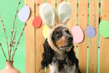 Cute cocker spaniel in bunny ears with willow branches and wooden fence on green background