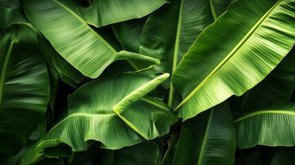 Lush green banana leaves overlapping, detailed veins and textures, tropical rainforest background generative ai