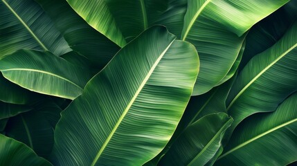 Lush green banana leaves overlapping, detailed veins and textures, tropical rainforest background generative ai