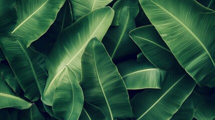 Lush green banana leaves overlapping, detailed veins and textures, tropical rainforest background generative ai