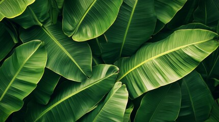 Lush green banana leaves overlapping, detailed veins and textures, tropical rainforest background generative ai