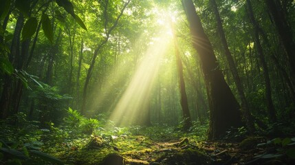 Lush green forest with sunlight filtering through dense trees, symbolizing environmental conservation. generative ai