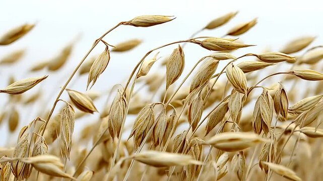 Golden Oats Field: A Harvest Symphony