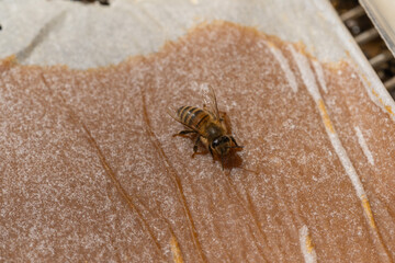 Bee on a pollen patty