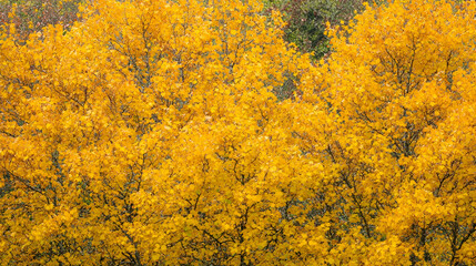 Fototapeta premium Golden autumn leaves, forest background, nature scenery, fall wallpaper