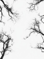 Fototapeta premium Winter Branches for Sky Frame, Nature Minimalism.