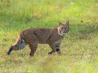 An adult Bobcat walking through short grass and looking at the camera