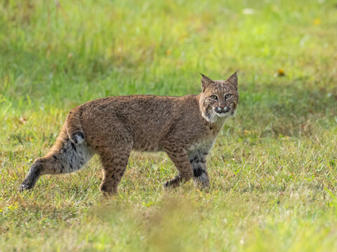 An adult Bobcat walking through short grass and looking at the camera - Powered by Adobe
