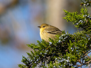 An immature Blackpoll Warbler in the fall perched amongst cedar berries