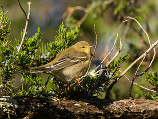 An immature Blackpoll Warbler in the fall perched amongst cedar berries