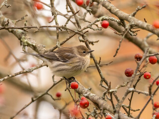 A Yellow-rumped Warbler in the fall perched amongst red crabapples