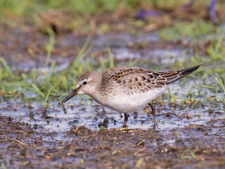 A juvenile White-rumped Sandpiper in marshy ground with a recently caught worm