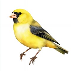 Yellow Bird with Black Markings Detailed Illustration
