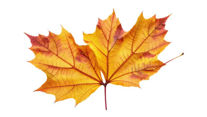 Vibrant Autumn Maple Leaves Golden Hues of Fall Foliage