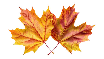 Vibrant Autumn Maple Leaves A Pair of Golden and Red Leaves Isolated on White