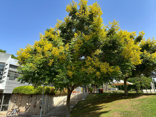Golden raintree (lat.- Koelreuteria paniculata) in the campus of the Weizmann Institute of Science