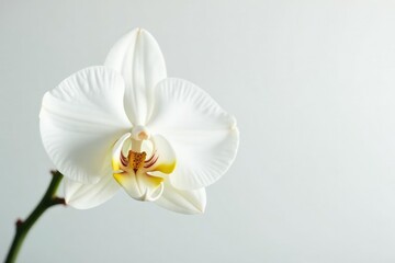 Delicate white orchid blossom, pristine petals against pure white backdrop, floral, flower, peaceful