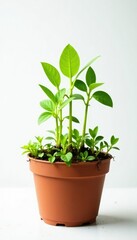 Fototapeta premium sprouts of greenery emerging from pot against white background, plants, small, foliage