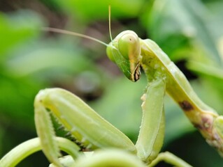 European Sentadu Grasshopper is greEuropean Sentadu Grasshopper is green with a background en with a background 