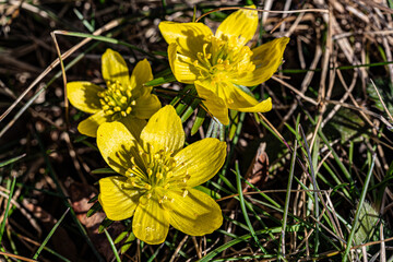 Obraz premium Close-up of bright yellow winter aconite flowers (Eranthis hyemalis) blooming among dry grass in early spring. Natural woodland flora.
