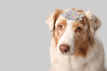 Cute Australian Shepherd dog with paper fish on grey background. April Fools day celebration