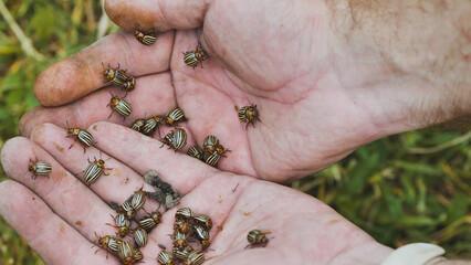 Farmer gripping colorado potato beetles, revealing destructive agricultural pest harming potato plants