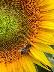 A bee performing the vital activity of pollinating a bright and vibrant sunflower flower