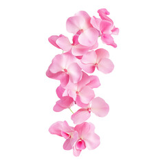 Delicate Pink Orchid Petals Aligned on White Background