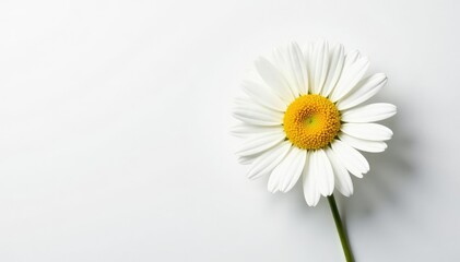 Obraz premium Single daisy on a white background with delicate texture, nature, petals, isolated