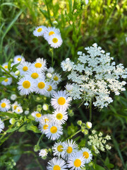 In a sunlit meadow, wildflowers bloom in vibrant colors, showcasing natures beauty