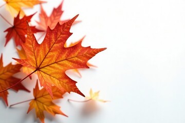 Fototapeta premium Dainty maple leaves against a simple white background, botany, autumn leaves