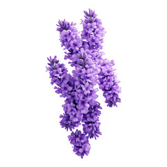 Vibrant Purple Flowers with Delicate Petals and Texture