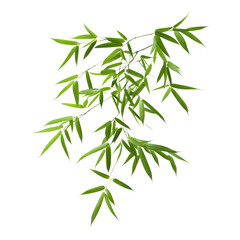 Obraz premium Green Bamboo Leaves Isolated on White Background