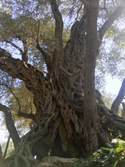 An Ancient Olive Tree Known for Its Gnarled Trunk and Its Beautiful, Lush Foliage