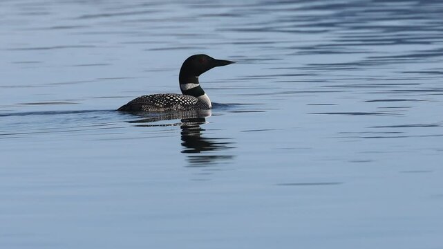 Common loon (Gavia immer) in full breeding plumage glides across Eagle Lake, California, captured in serene morning light.