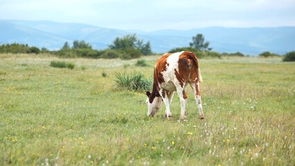 Dairy cow grazing verdant pastureland, mountain silhouettes looming beneath overcast sky