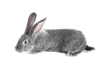 Fototapeta premium Fluffy grey rabbit on white background. Cute pet