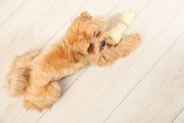 Cute dog with chew bone on floor at home, top view. Space for text