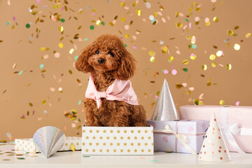 Cute Toy Poodle dog with party hats, gift boxes and confetti on brown background
