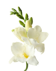 Freesia branch with fragrant flowers on white background
