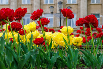 Flowers in a flower bed tulips. Greening the urban environment. Background with selective focus