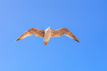 A bird is flying in the sky with its wings spread wide