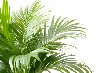 Lush green palm fronds against a white background. generative ai