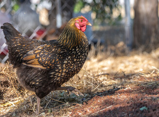 Adult Golden Laced Wyandotte hen chicken